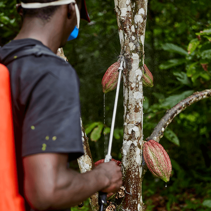 Les gestes de la plantation à Fifinda