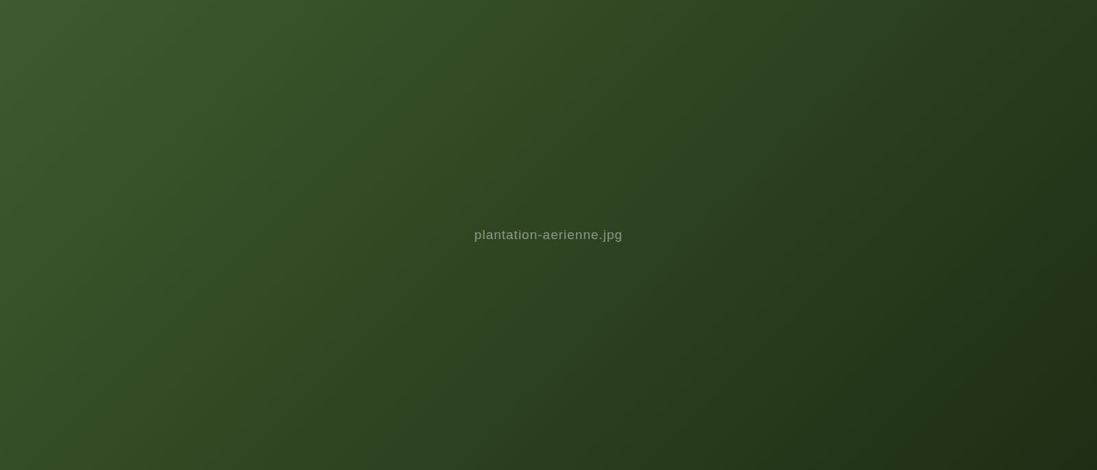 Vue aérienne de la plantation PURTER à Kribi