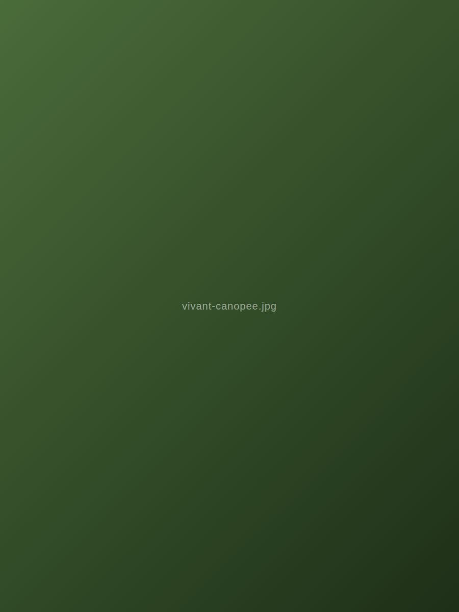 La canopée et les arbres d'ombrage au-dessus des cacaoyers