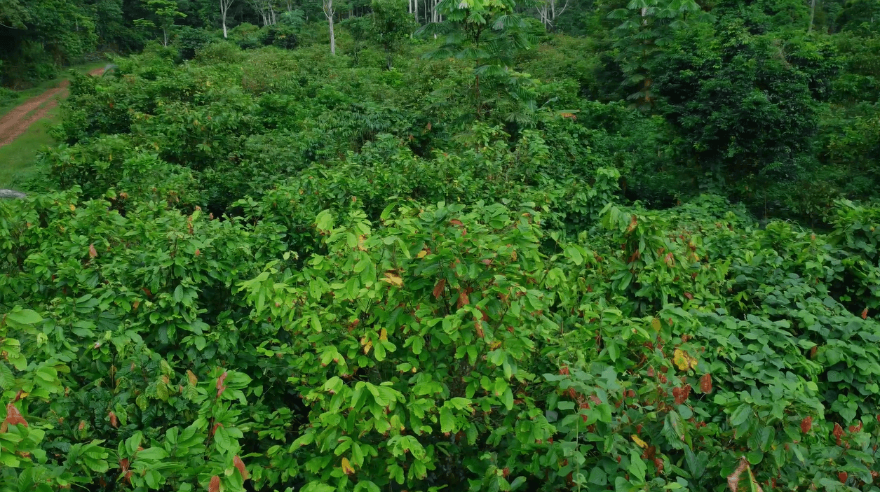 Le sol vivant de la plantation : feuilles, humus, racines